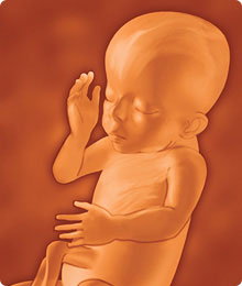Desarrollo del feto de 21 semanas de embarazo