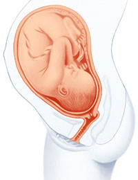 Imagen salud en el embarazo - feto ilustración bebé