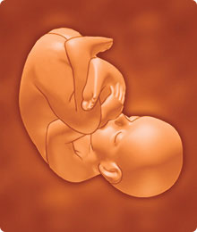 Imagen salud en el embarazo - feto bebé