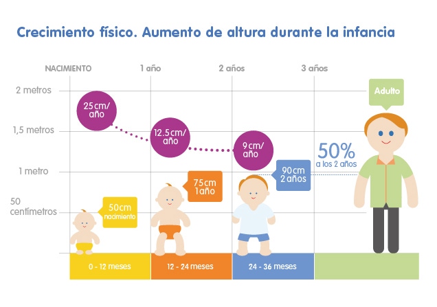 Infografía imagen crecimiento del bebé