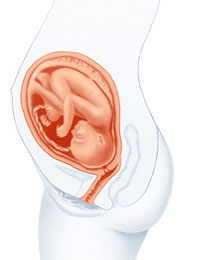 Esquema de cuerpo a 23 semanas de embarazo