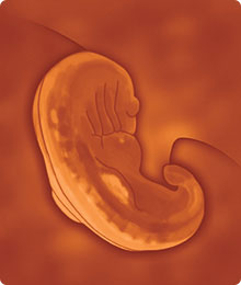 Desarrollo del feto de 5 semanas de embarazo