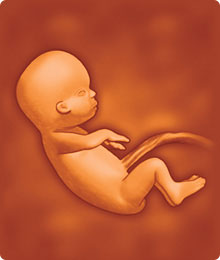 Desarrollo del feto de 12 semanas de embarazo