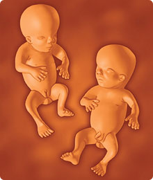 Desarrollo del feto de 13 semanas de embarazo