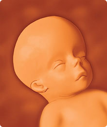 Desarrollo fetal a 18 semanas de embarazo