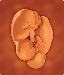 Representación de feto de 25 semanas de embarazo