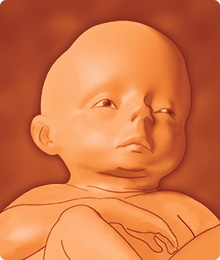 Desarrollo del feto de 30 semanas de embarazo