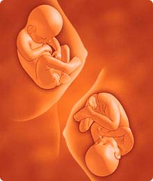 Desarrollo del feto de 33 semanas de embarazo