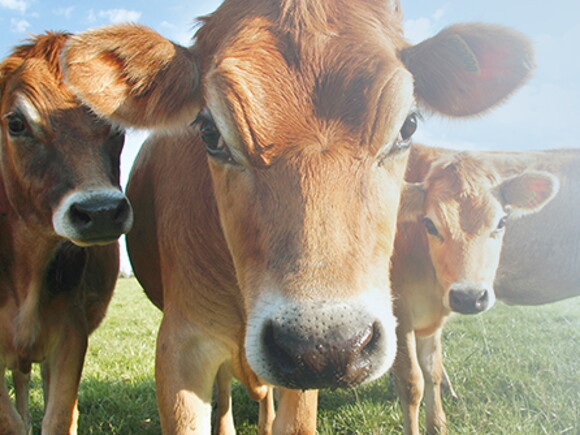 Alergia a la proteína de leche de vaca en bebés: lo que necesitas saber
