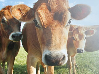 Alergia a la proteína de leche de vaca en bebés: lo que necesitas saber