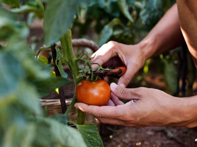 Alimentos que sacan un CERO Alimentos que sacan un CERO
