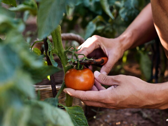 Alimentos que sacan un CERO  