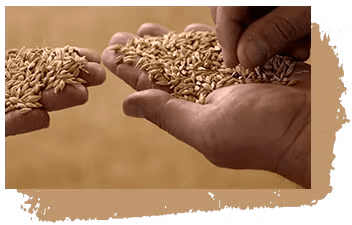 Papillas Nestlé 8 cereales y cacao | Agricultores manos Papillas Nestlé 8 cereales y cacao | Agricultores manos