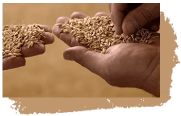 Papillas Nestlé 8 cereales y cacao | Agricultores manos Papillas Nestlé 8 cereales y cacao | Agricultores manos