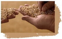 Papillas Nestlé 8 cereales miel | Agricultores manos Papillas Nestlé 8 cereales miel | Agricultores manos