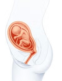 Cambios en el cuerpo a las 19 semanas de embarazo