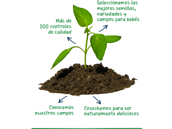 planta planta